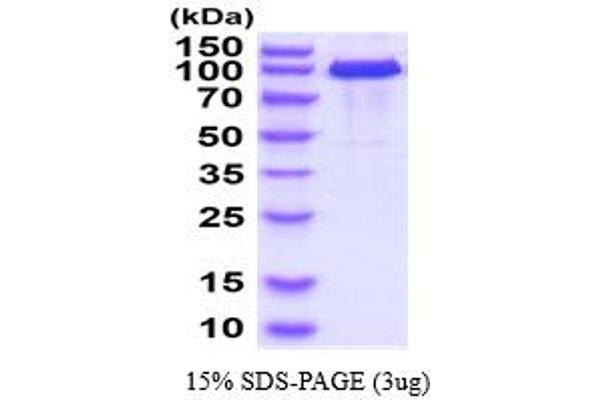 Cadherin 5 Protein (CDH5) (AA 29-599) (hIgG-His-tag)