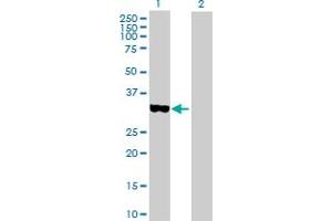 Western Blotting (WB) image for anti-Signal Transducing Adaptor Family Member 1 (STAP1) (AA 1-295) antibody (ABIN525638)