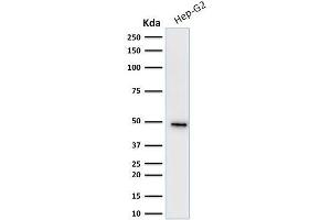 Western Blot Analysis of human Hep-G2 cell lysate using Cytokeratin 19 Mouse Monoclonal Antibody (KRT19/799). (Cytokeratin 19 抗体)
