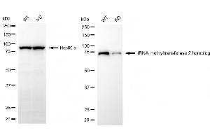 Western blotting analysis using tRNA methyltransferase 2 homolog antibody (ABIN7800983). (Recombinant TRNA Methyltransferase 2 Homolog 抗体)