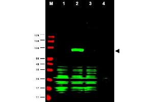 Image no. 1 for anti-Ajuba LIM Protein (AJUBA) (AA 224-239) antibody (ABIN401292) (AJUBA 抗体  (AA 224-239))