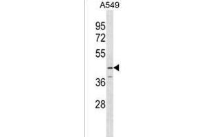 SERPINB12 Antibody (Center) (ABIN1537821 and ABIN2849877) western blot analysis in A549 cell line lysates (35 μg/lane). (SERPINB12 抗体  (AA 131-157))