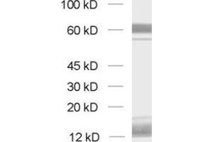 Western Blotting (WB) image for anti-Cell Adhesion Molecule 4 (CADM4) (AA 376-388) antibody (ABIN1742494) (Cell Adhesion Molecule 4 抗体  (AA 376-388))