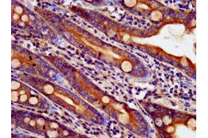 IHC image of ABIN7145227 diluted at 1:400 and staining in paraffin-embedded human small intestine tissue performed on a Leica BondTM system. (BAIAP3 抗体  (AA 131-257))