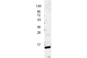 anti-Human IL-4 antibody shows detection of a band ~15 kDa in size corresponding to recombinant human IL-4. (IL-4 抗体)