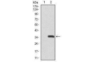 Image no. 2 for anti-Recombination Activating Gene 1 (RAG1) antibody (ABIN1491682) (RAG1 抗体)