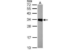 WB Image Sample (30 ug of whole cell lysate) A: Raji 12% SDS PAGE antibody diluted at 1:1000 (HLA-DRB1 抗体)
