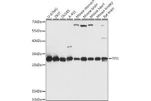 Western blot analysis of extracts of various cell lines, using TPI1 antibody (ABIN7270977) at 1:1000 dilution. (TPI1 抗体  (AA 1-249))