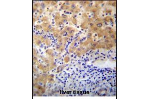 CDD1 Antibody (N-term) 13356a immunohistochemistry analysis in formalin fixed and paraffin embedded human liver tissue followed by peroxidase conjugation of the secondary antibody and DAB staining. (APCDD1 抗体  (N-Term))