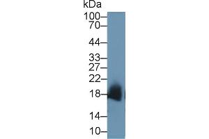 Western Blotting (WB) image for anti-Superoxide Dismutase 1, Soluble (SOD1) (AA 2-154) antibody (ABIN7429211)