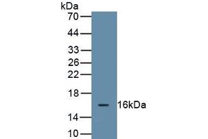 Detection of Recombinant MUC5B, Human using Monoclonal Antibody to Mucin 5 Subtype B (MUC5B) (MUC5B 抗体  (AA 5653-5762))