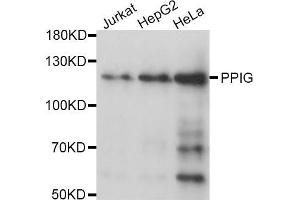 Western blot analysis of extracts of various cell lines, using PPIG antibody (ABIN5970160) at 1/1000 dilution. (PPIG 抗体)