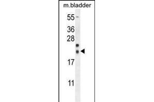 NXNL2 Antibody (Center) (ABIN654522 and ABIN2844244) western blot analysis in mouse bladder tissue lysates (35 μg/lane). (NXNL2 抗体  (AA 80-108))