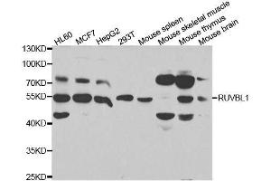 RUVBL1 抗体  (AA 1-240)
