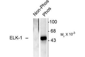 Image no. 1 for anti-ELK1, Member of ETS Oncogene Family (ELK1) (pSer383) antibody (ABIN372618) (ELK1 抗体  (pSer383))