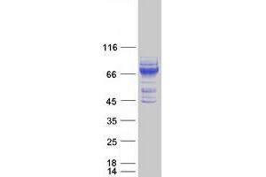 Validation with Western Blot (ITFG3 Protein (Myc-DYKDDDDK Tag))