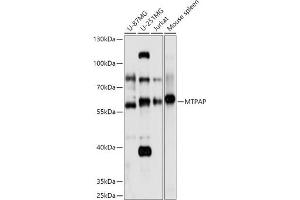 Western blot analysis of extracts of various cell lines, using MTPAP antibody (ABIN7268557) at 1:1000 dilution. (PAPD1 抗体  (AA 383-582))