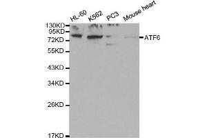 Western blot analysis of extracts of various cell lines, using ATF6 antibody. (ATF6 抗体  (AA 1-190))