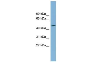 WB Suggested Anti-SERPINB1 Antibody Titration: 0.
