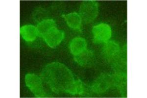 293 cells transfected with N-terminal HA tag protein. (HA-Tag 抗体  (HRP))