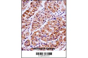 KLK15 Antibody immunohistochemistry analysis in formalin fixed and paraffin embedded human stomach tissue followed by peroxidase conjugation of the secondary antibody and DAB staining. (Kallikrein 15 抗体  (AA 78-106))