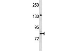 UHRF2 antibody western blot analysis in Jurkat lysate.