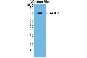 Western Blotting (WB) image for anti-Ribonuclease, RNase A Family, 1 (Pancreatic) (RNASE1) (AA 26-152) antibody (ABIN1860453) (RNASE1 抗体  (AA 26-152))