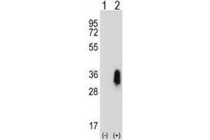 Western blot analysis of CD27 antibody and 293 cell lysate either nontransfected (Lane 1) or transiently transfected (2) with the CD27 gene. (CD27 抗体  (AA 196-225))
