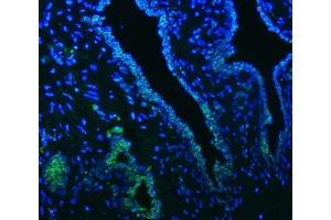IF analysis of OAT3/SLC22A8 using anti-OAT3/SLC22A8 antibody (ABIN7599422).
