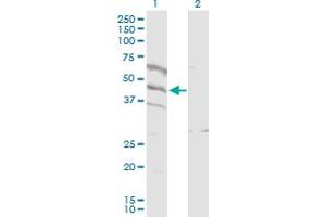 Western Blot analysis of SPATA5L1 expression in transfected 293T cell line by SPATA5L1 MaxPab polyclonal antibody. (SPATA5L1 抗体  (AA 1-426))