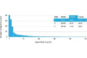 Analysis of Protein Array containing more than 19,000 full-length human proteins using FOLH1 (PSMA) Mouse Monoclonal Antibody (FOLH1/2354). (PSMA 抗体  (AA 232-433))