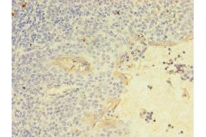 Immunohistochemistry of paraffin-embedded human tonsil tissue using ABIN7161641 at dilution of 1:100 (KLRC2 抗体  (AA 94-231))