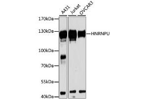 Western blot analysis of extracts of various cell lines, using HNRNPU antibody (ABIN1873068) at 1:3000 dilution. (HNRNPU 抗体)