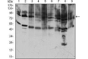 Western blot analysis using TFRC mouse mAb against Jurkat (1), Hela (2), K562 (3), Cos7 (4), MCF-7 (5), PC-12 (6), NIH/3T3 (7), HEK293 (8), RAJI (9) cell lysate. (Transferrin Receptor 抗体  (AA 608-727))