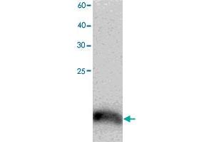 Western blot analysis in TCEB2 recombinant protein with TCEB2 monoclonal antibody, clone 9y74  at 1 : 1000 dilution. (TCEB2 抗体)