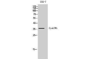 Western Blotting (WB) image for anti-Cysteinyl Leukotriene Receptor 1 (CYSLTR1) (Internal Region) antibody (ABIN3184209) (CysLTR1 抗体  (Internal Region))