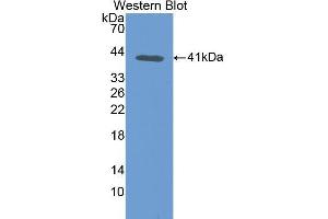 Western Blotting (WB) image for anti-Transferrin (TF) (AA 360-683) antibody (ABIN1078590)