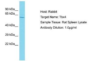 Host: Rabbit  Target Name: Tbx4  Sample Tissue: Rat Spleen lysates  Antibody Dilution: 1. (TBX4 抗体  (N-Term))