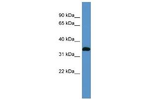WB Suggested Anti-Atp1b2 Antibody Titration:  0. (ATP1B2 抗体  (N-Term))