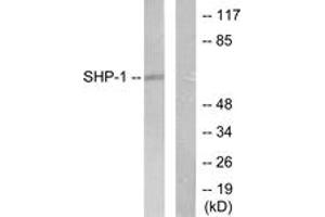 Western blot analysis of extracts from NIH-3T3 cells, using SHP-1 (Ab-536) Antibody.