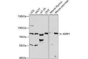 Western blot analysis of extracts of various cell lines, using ESRP1 antibody (ABIN7266998) at 1:1000 dilution. (ESRP1 抗体  (AA 1-220))
