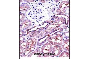NSA Antibody (C-term) 13772b immunohistochemistry analysis in formalin fixed and paraffin embedded human kidney tissue followed by peroxidase conjugation of the secondary antibody and DAB staining. (NAPSA 抗体  (C-Term))