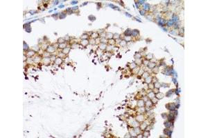 Immunohistochemistry of paraffin-embedded Mouse testis using HYOU1 Polyclonal Antibody at dilution of 1:100 (40x lens). (HYOU1 抗体)