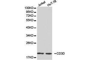 Western Blotting (WB) image for anti-CD3d Molecule, delta (CD3-TCR Complex) (CD3D) antibody (ABIN1871625) (CD3D 抗体)