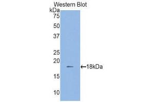 Western Blotting (WB) image for anti-Tumor Necrosis Factor (Ligand) Superfamily, Member 13 (TNFSF13) (AA 96-240) antibody (ABIN1860805)