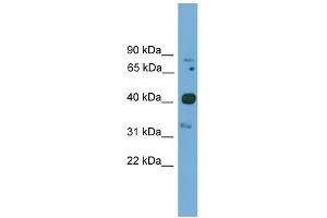 WB Suggested Anti-Foxq1 Antibody Titration:  0. (FOXQ1 抗体  (N-Term))