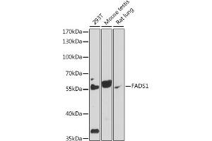 Western blot analysis of extracts of various cell lines, using F antibody (ABIN7267156) at 1:1000 dilution. (FADS1 抗体  (AA 100-200))