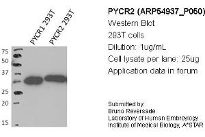 Image no. 1 for anti-Pyrroline-5-Carboxylate Reductase Family, Member 2 (PYCR2) (Middle Region) antibody (ABIN503605) (PYCR2 抗体  (Middle Region))