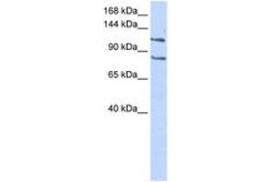 Image no. 1 for anti-CCAAT/enhancer Binding Protein (C/EBP), zeta (CEBPZ) (C-Term) antibody (ABIN6742792) (CEBPZ 抗体  (C-Term))