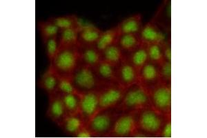 Immunofluorescence (IF) image for anti-Mitogen-Activated Protein Kinase 1 (MAPK1) (AA 1-360), (N-Term) antibody (ABIN492383) (ERK2 抗体  (N-Term))
